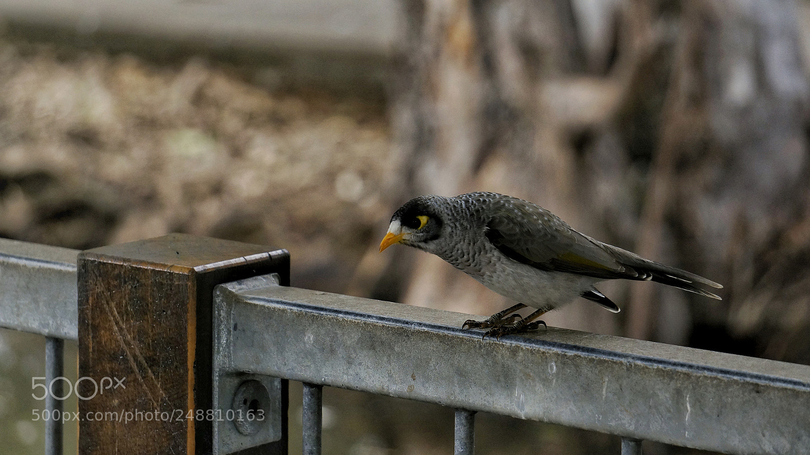 Sony Alpha NEX-5N sample photo. Untitled photography