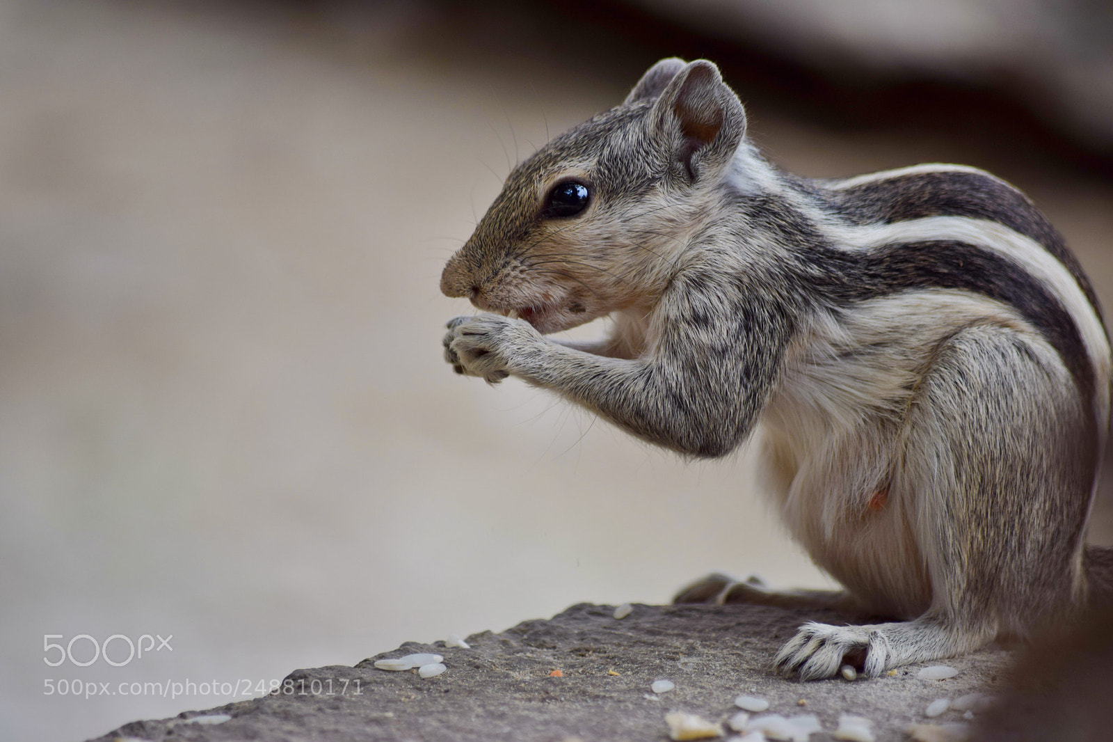 Nikon D5300 sample photo. The squirrel photography