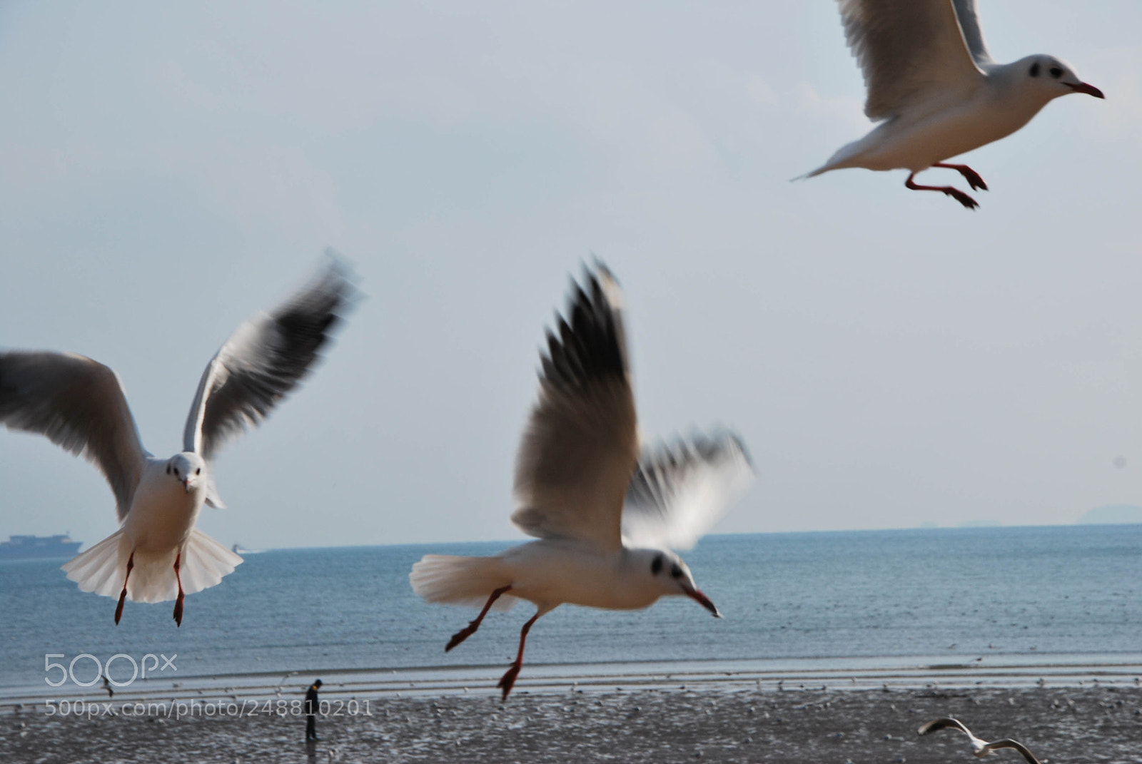Nikon D60 sample photo. 中国 山东 青岛 photography