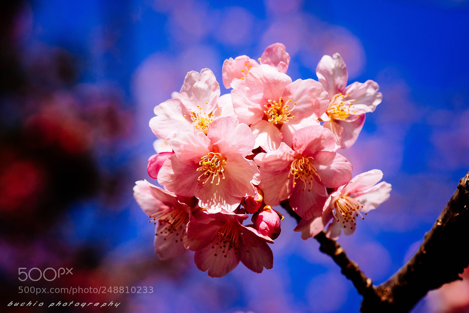 Olympus OM-D E-M1 sample photo. Kawazu cherry tree photography