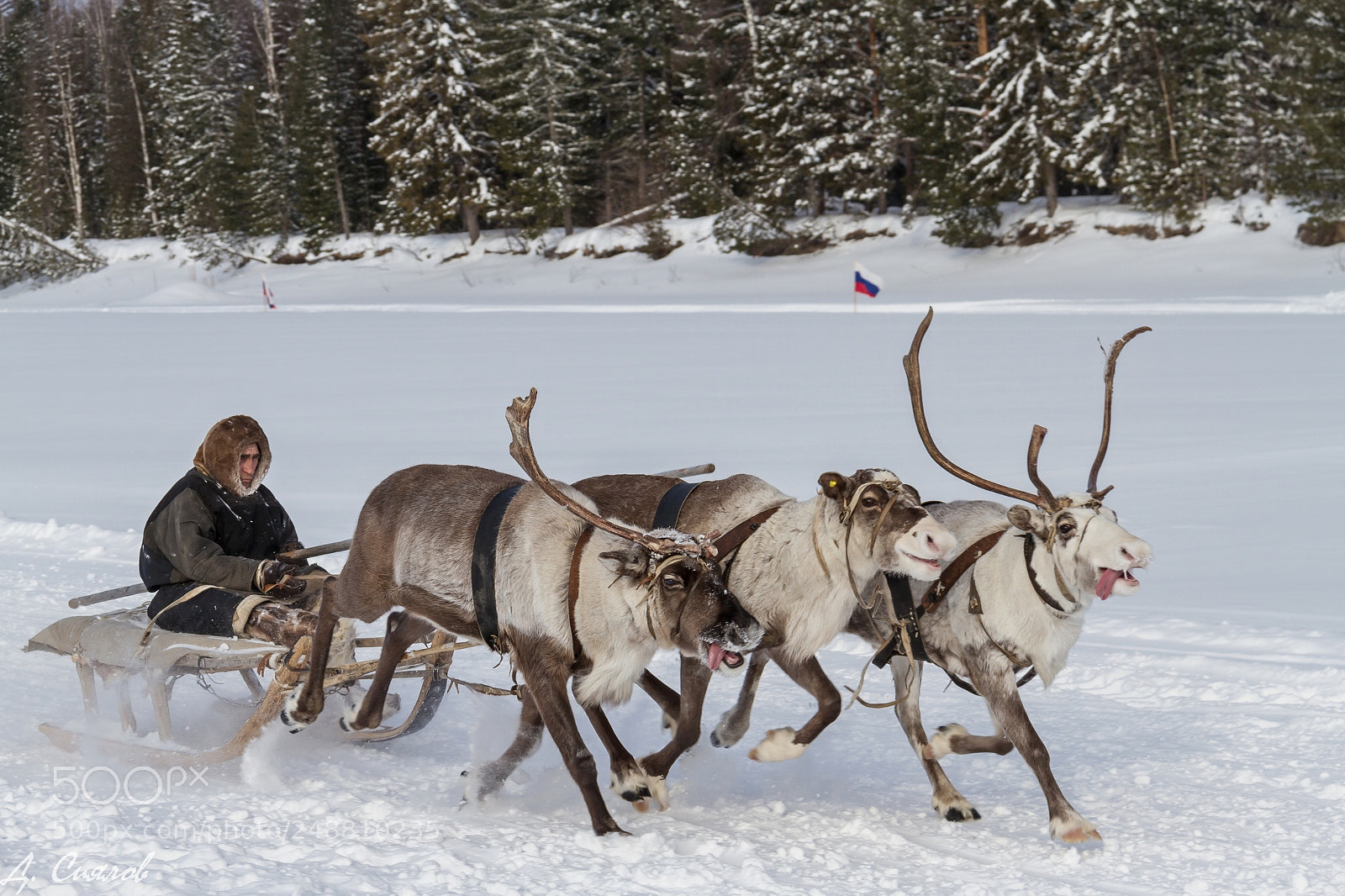 Canon EOS 7D sample photo. Deer racing photography