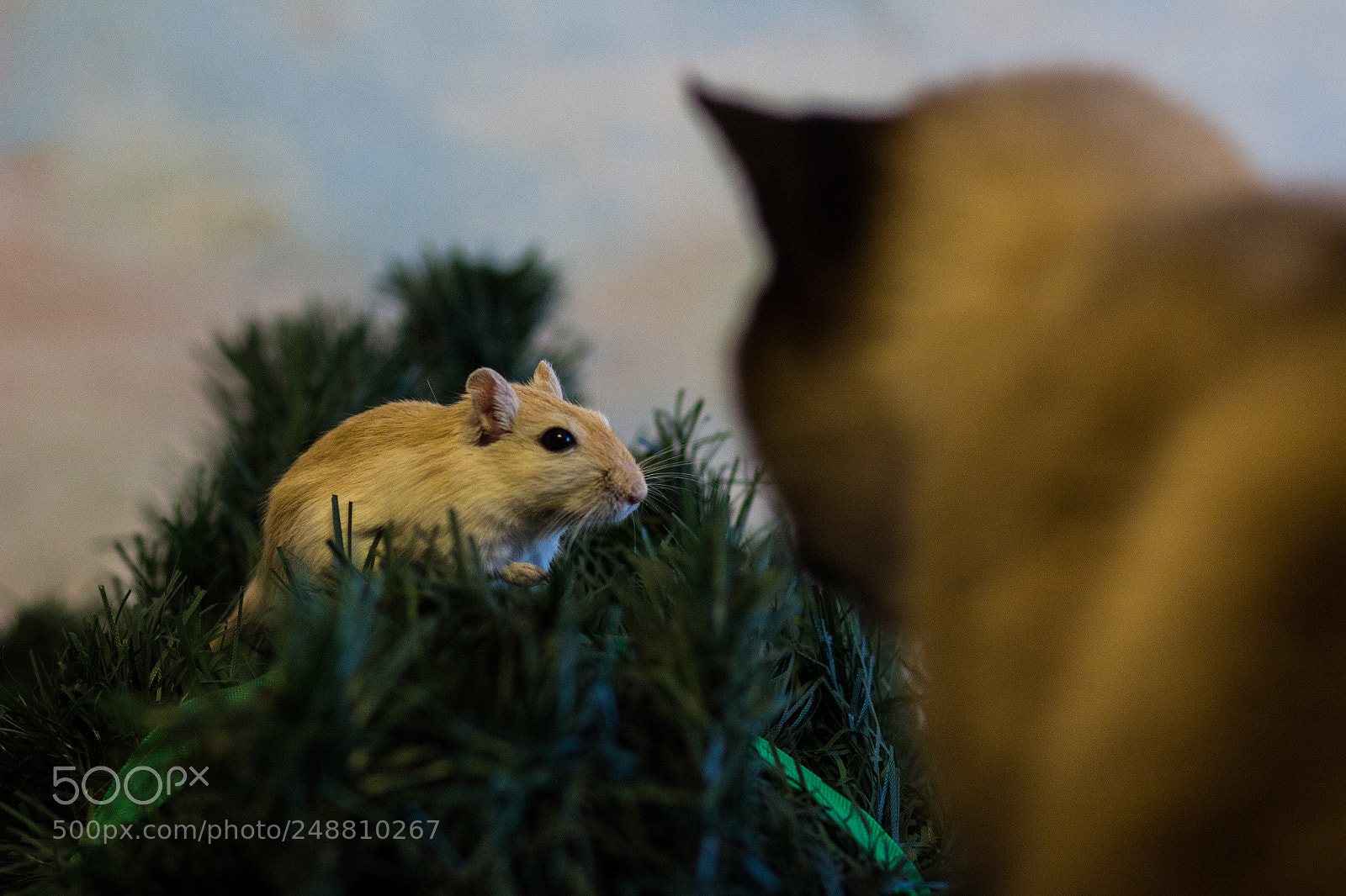 Canon EOS 600D (Rebel EOS T3i / EOS Kiss X5) sample photo. Gerbilis vs cat photography