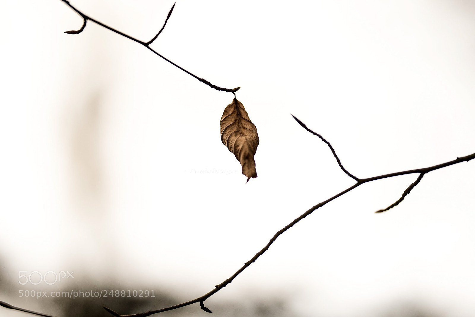 Nikon D810 sample photo. Hanging on until the photography