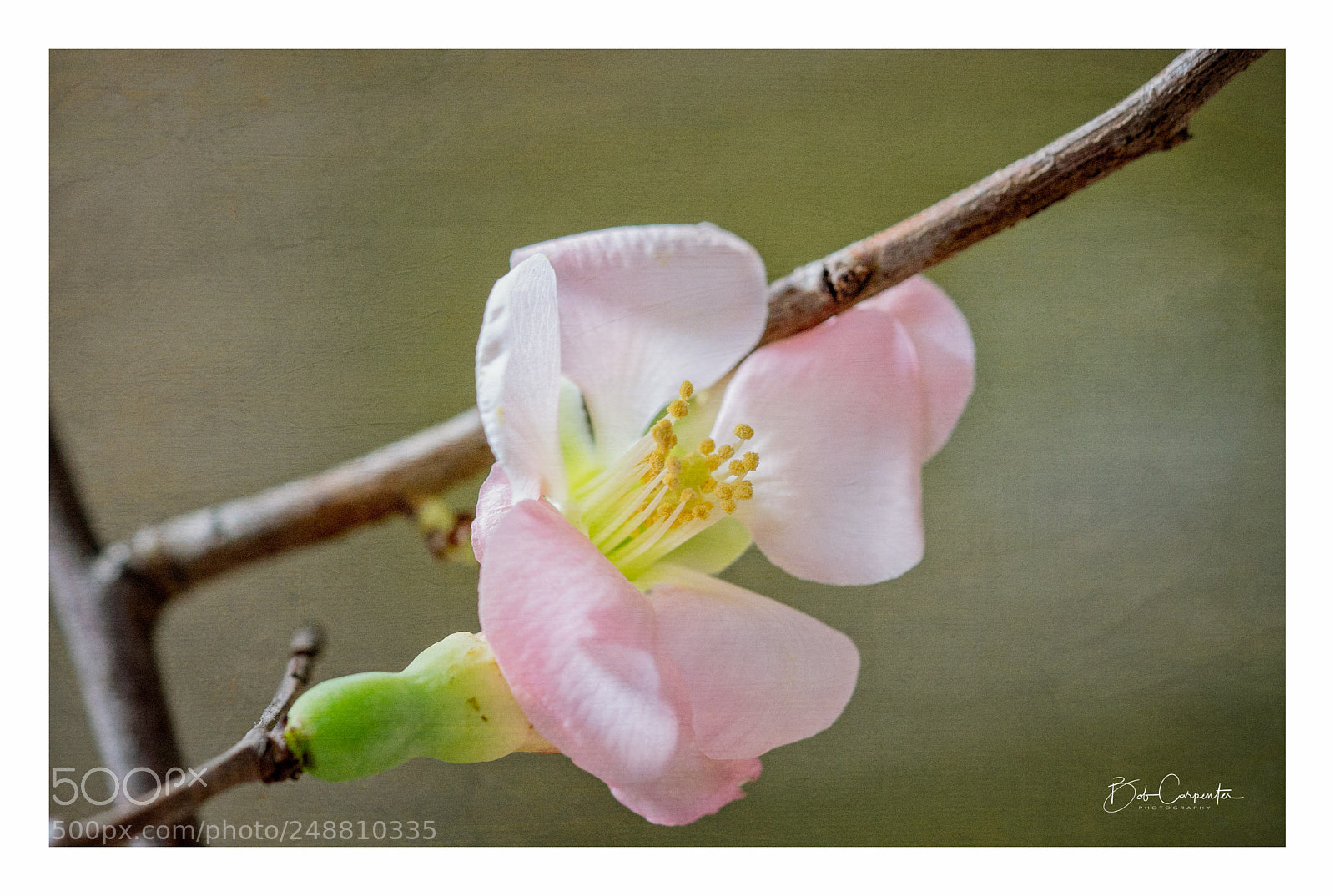 Sony a7R II sample photo. Quince bloom photography