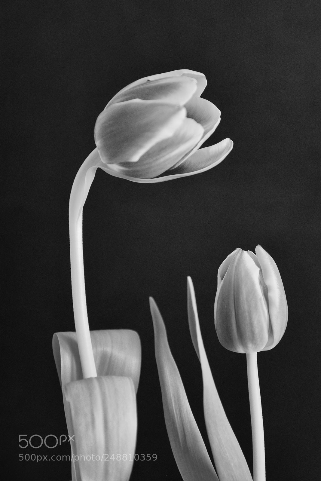 Nikon D610 sample photo. Hold me photography