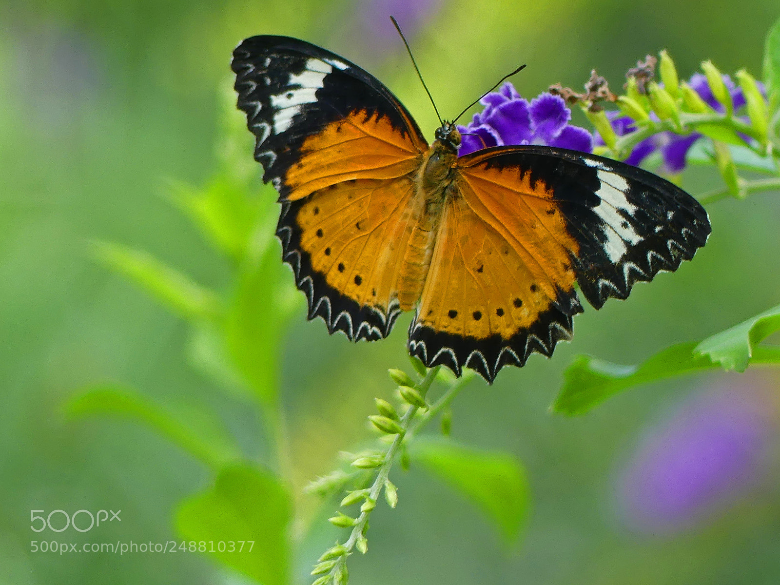 Panasonic Lumix DMC-FZ300 sample photo. Lacewing butterfly photography