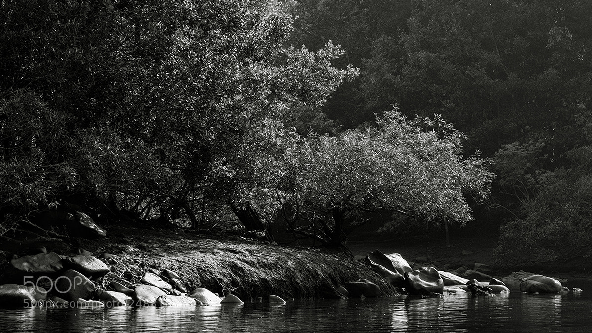 Nikon D800 sample photo. Light on river photography