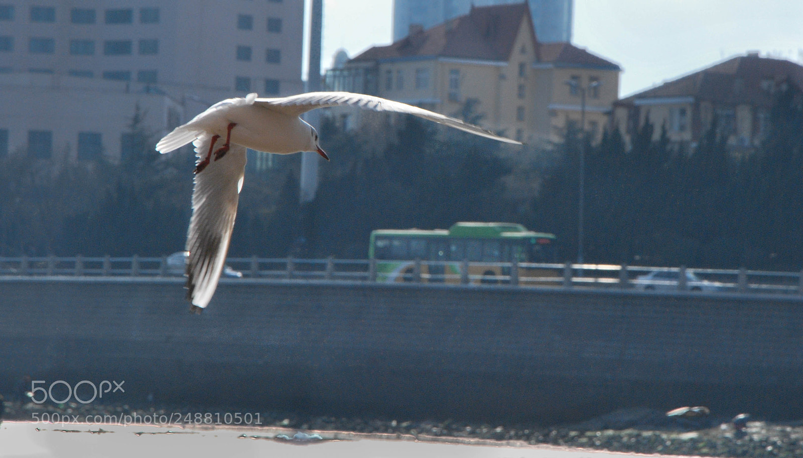 Nikon D60 sample photo. 海鸥 青岛 photography