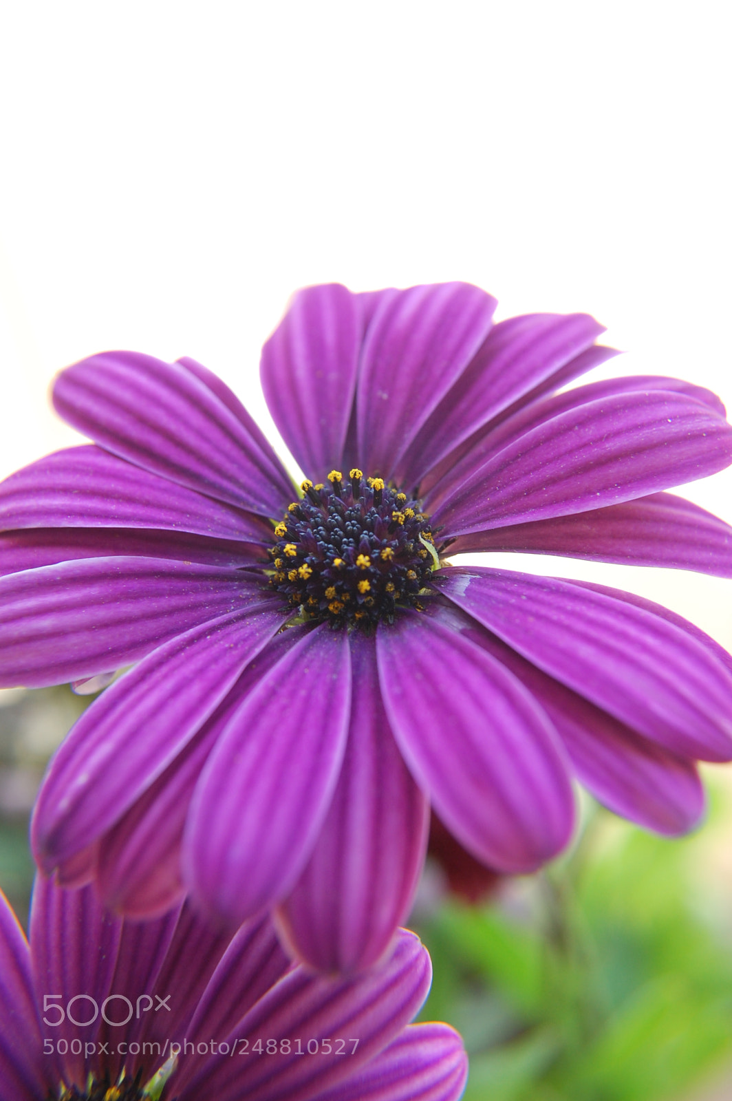 Nikon D40 sample photo. Purple flower bloomed.. photography