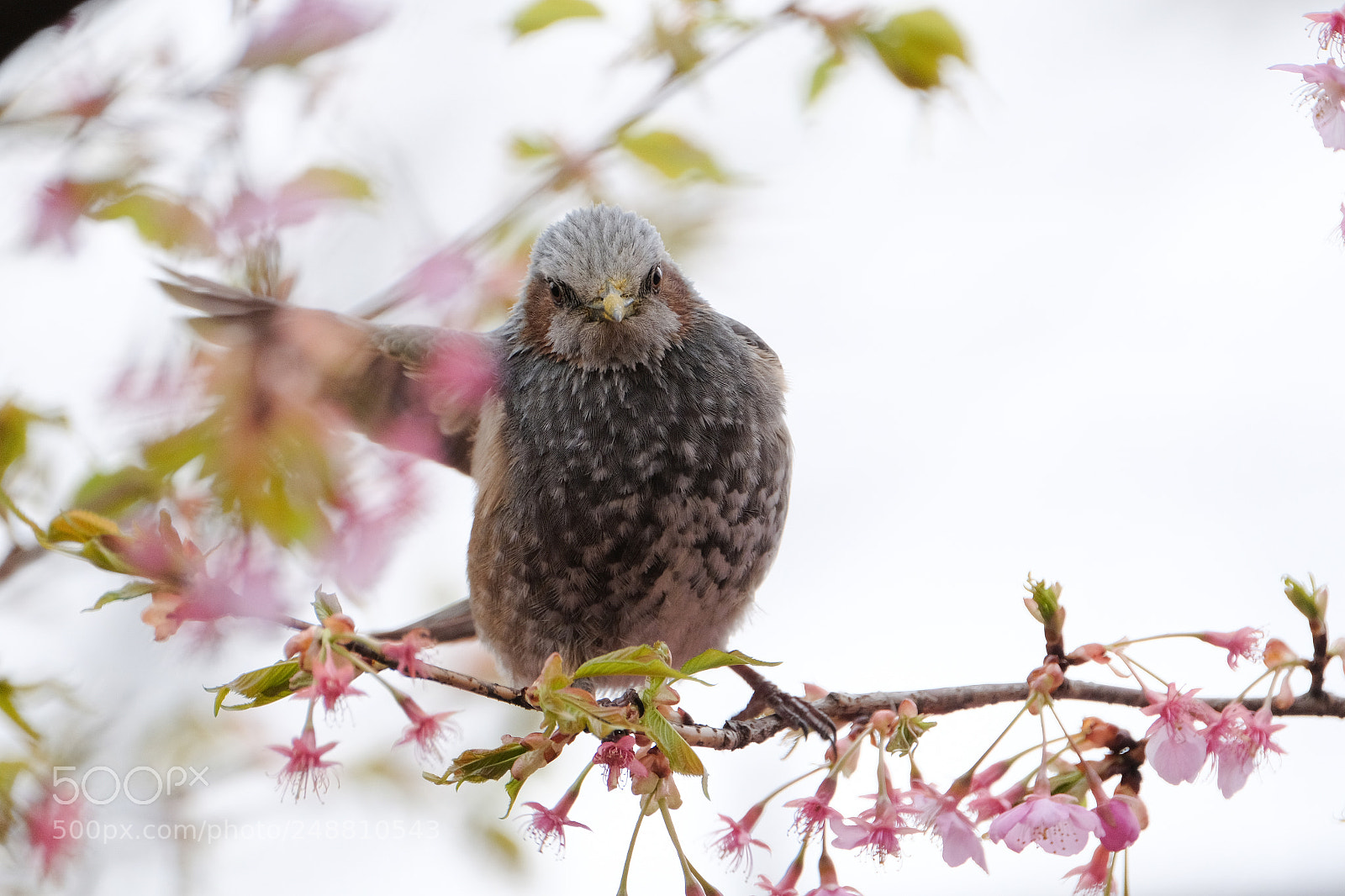 Fujifilm X-H1 sample photo. Spring greetings #2 photography