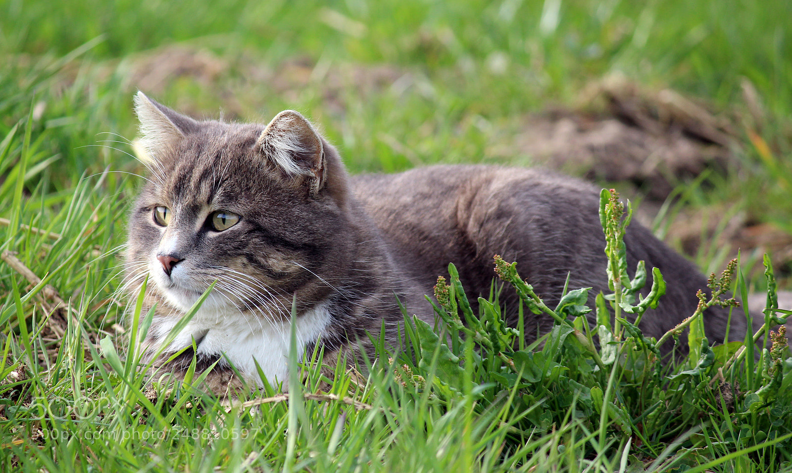 Canon EOS 600D (Rebel EOS T3i / EOS Kiss X5) sample photo. Spring cat photography