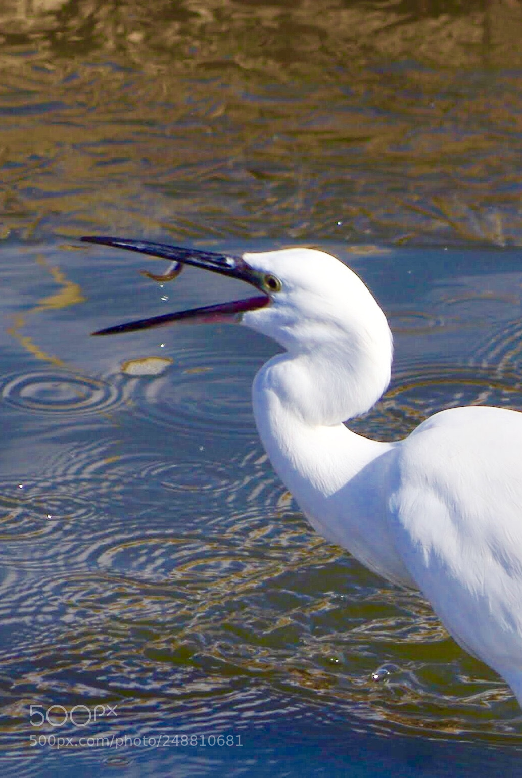 Pentax K-30 sample photo. Fish photography