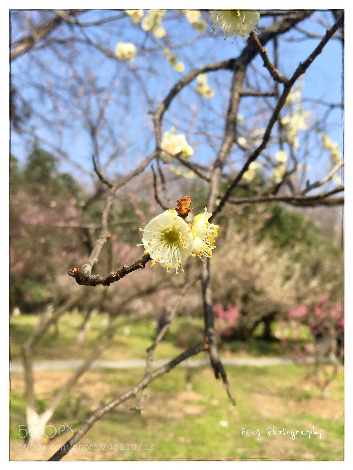 Apple iPhone SE sample photo. 绿萼梅 photography