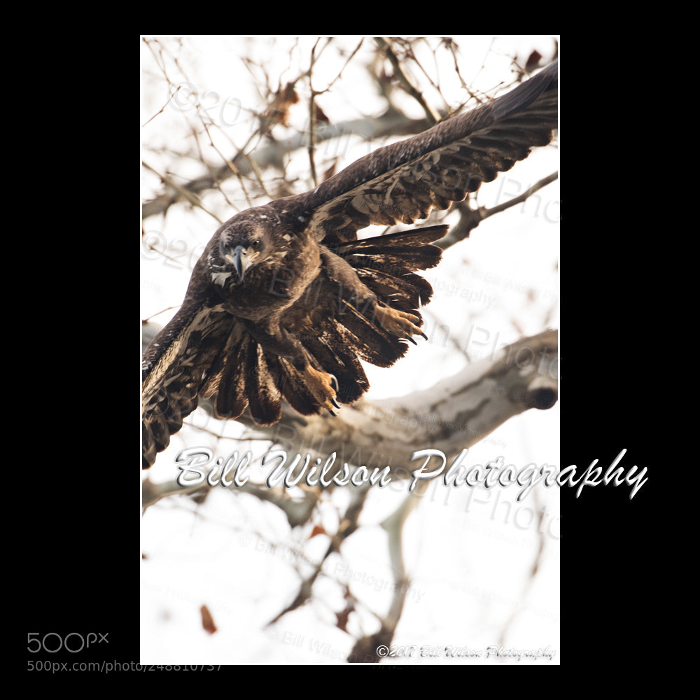 Nikon D500 sample photo. Juvenile bald eagle take photography