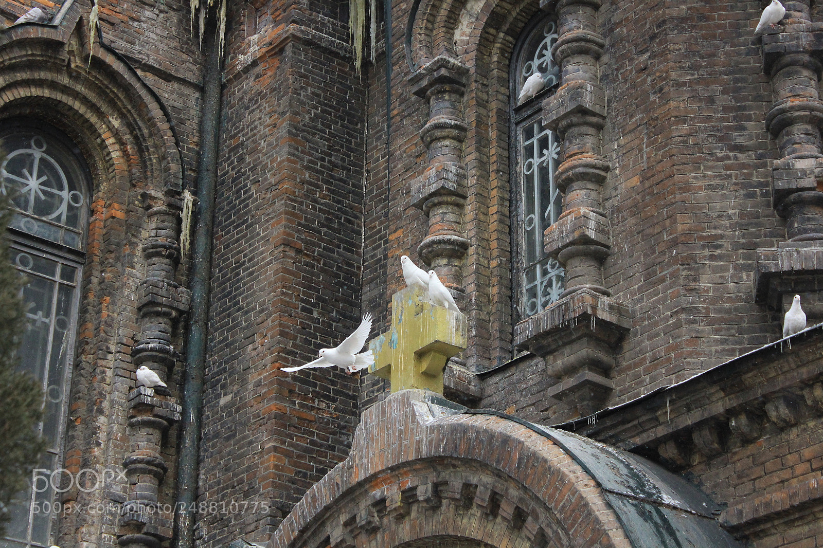 Canon EF-S 18-55mm F3.5-5.6 IS sample photo. Pigeon photography