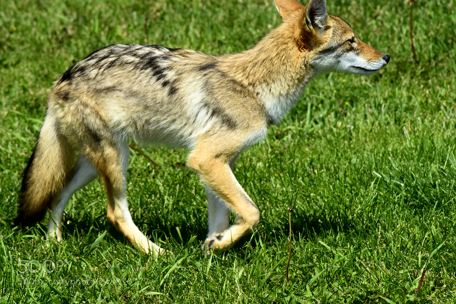 Nikon D5300 sample photo. Lovely fox photography