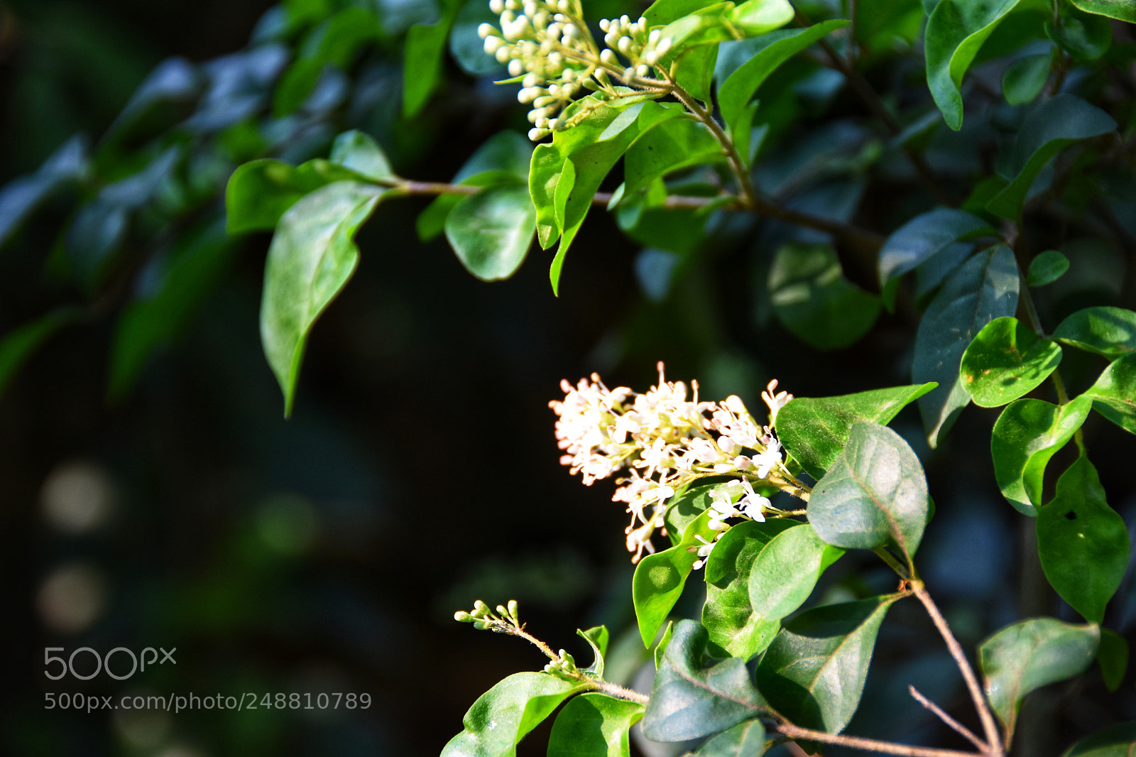 Nikon D7200 sample photo. Flowers&green leaves photography