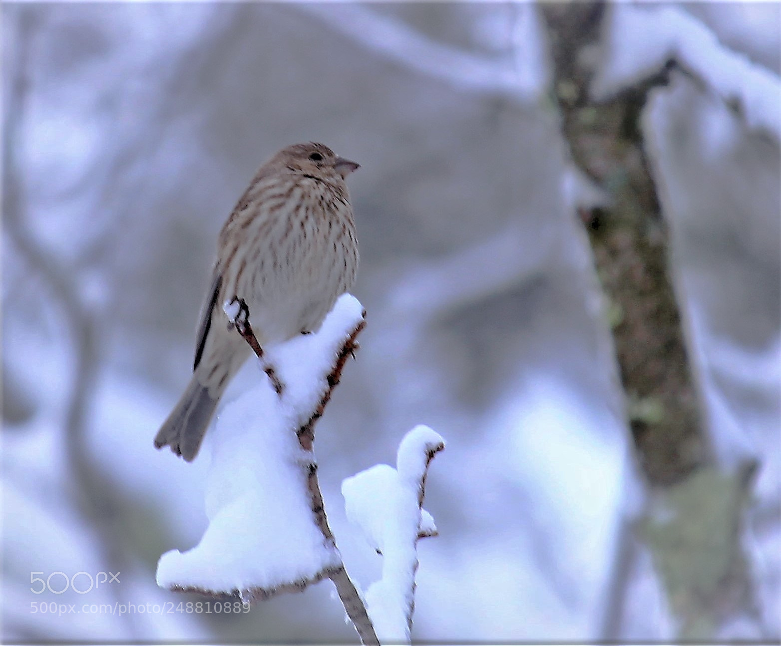 Canon EOS 1300D (EOS Rebel T6 / EOS Kiss X80) sample photo. Snow bird photography