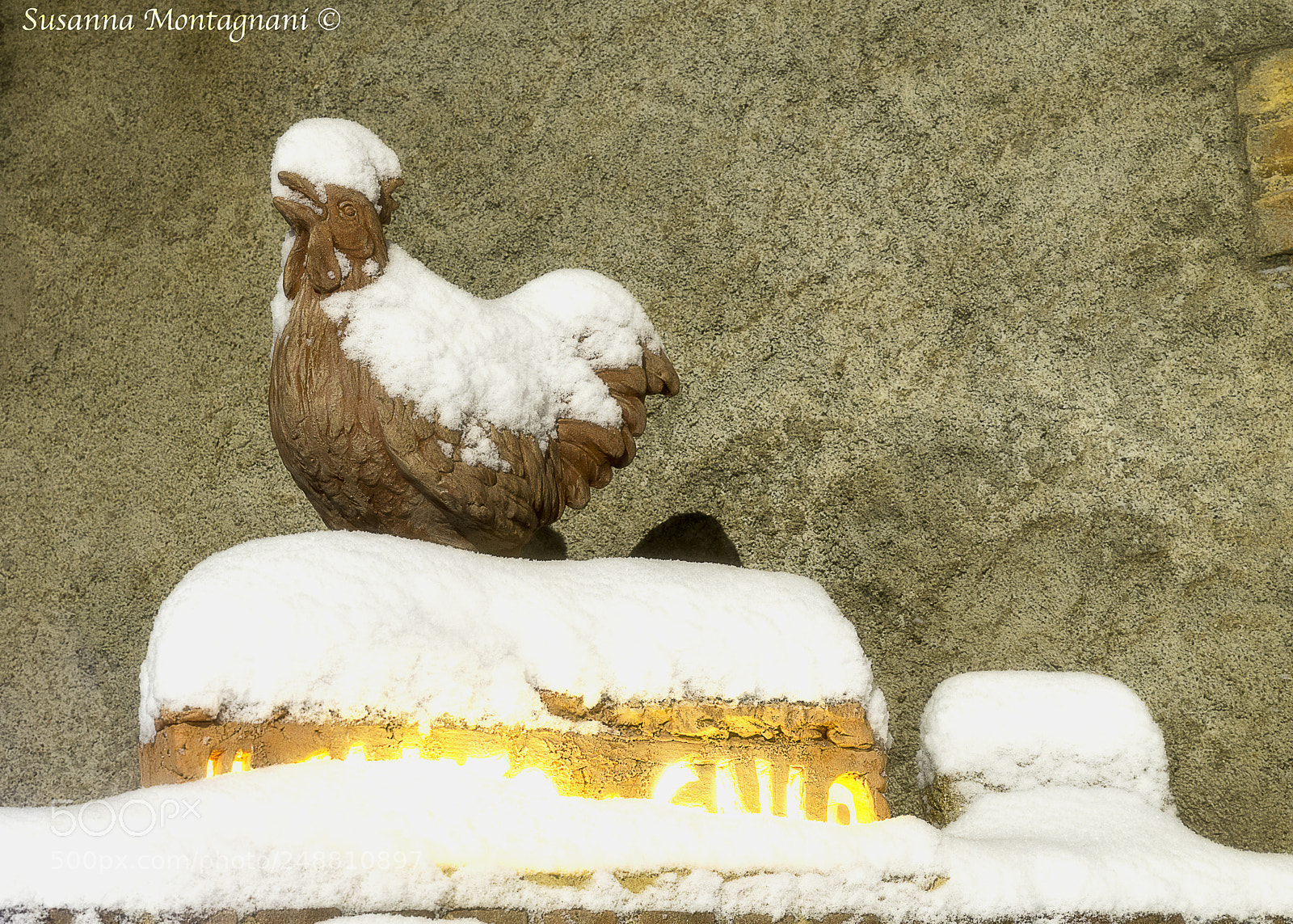 Nikon D800 sample photo. Gallo sotto la neve photography