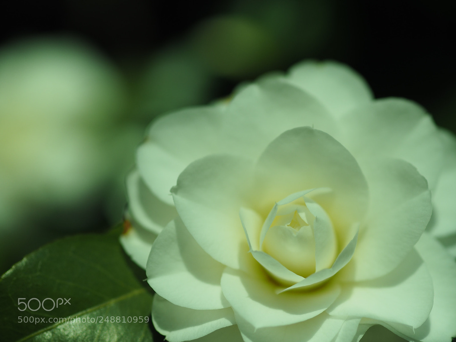 Olympus OM-D E-M5 II sample photo. 山茶花 photography