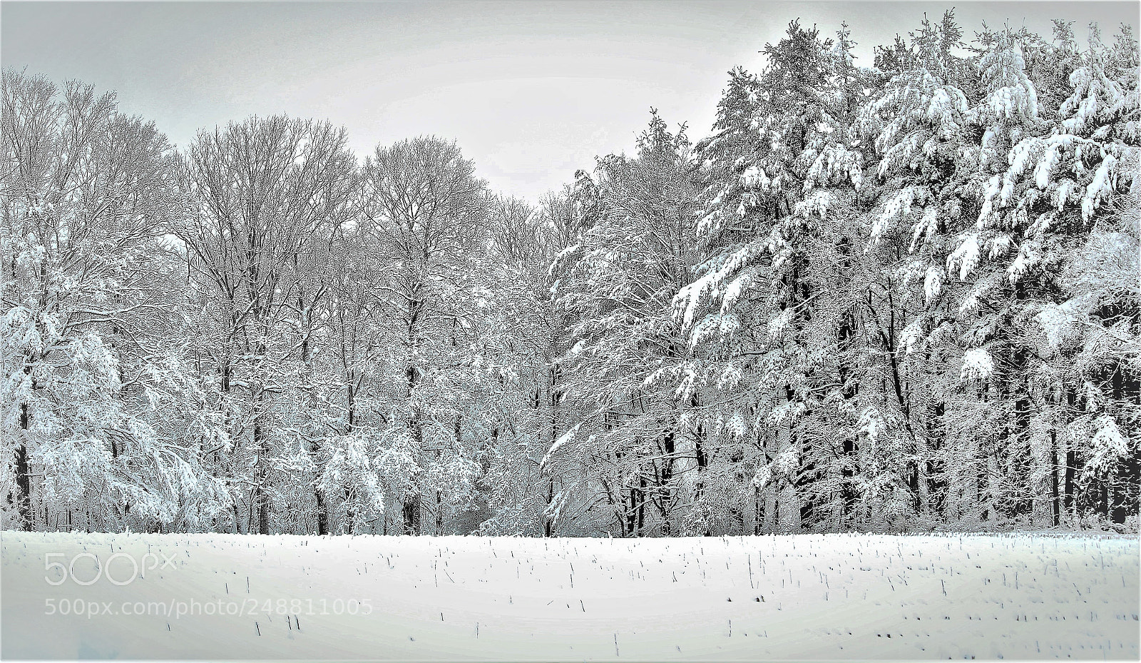 Canon EOS 1300D (EOS Rebel T6 / EOS Kiss X80) sample photo. Blanket of white photography