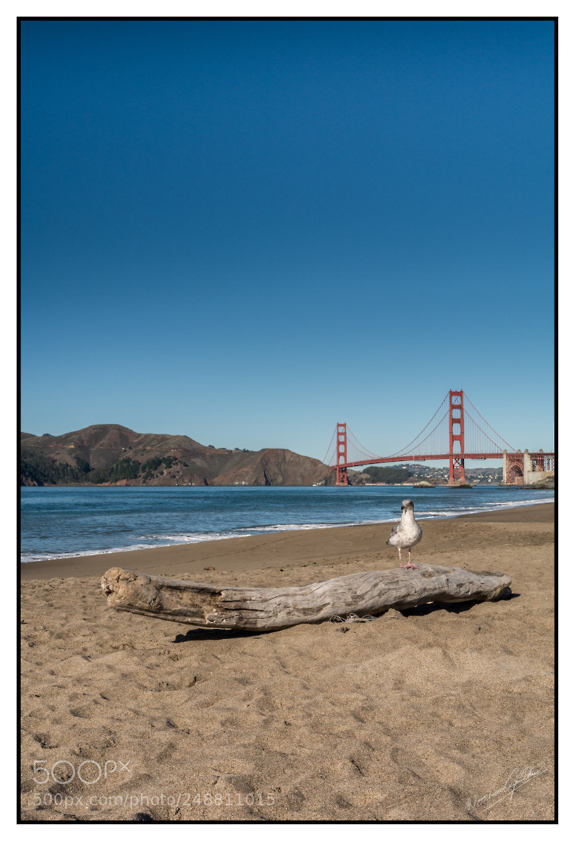 Nikon D7100 sample photo. Golden gate bridge seagull photography