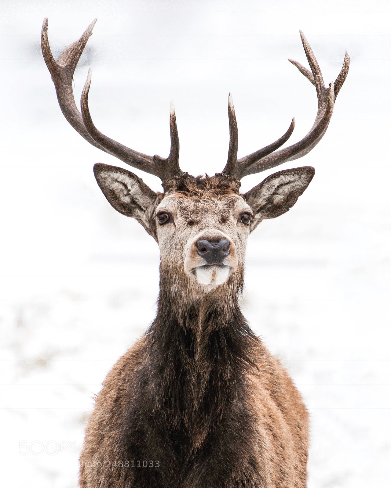 Nikon D800 sample photo. Stag in the snow photography