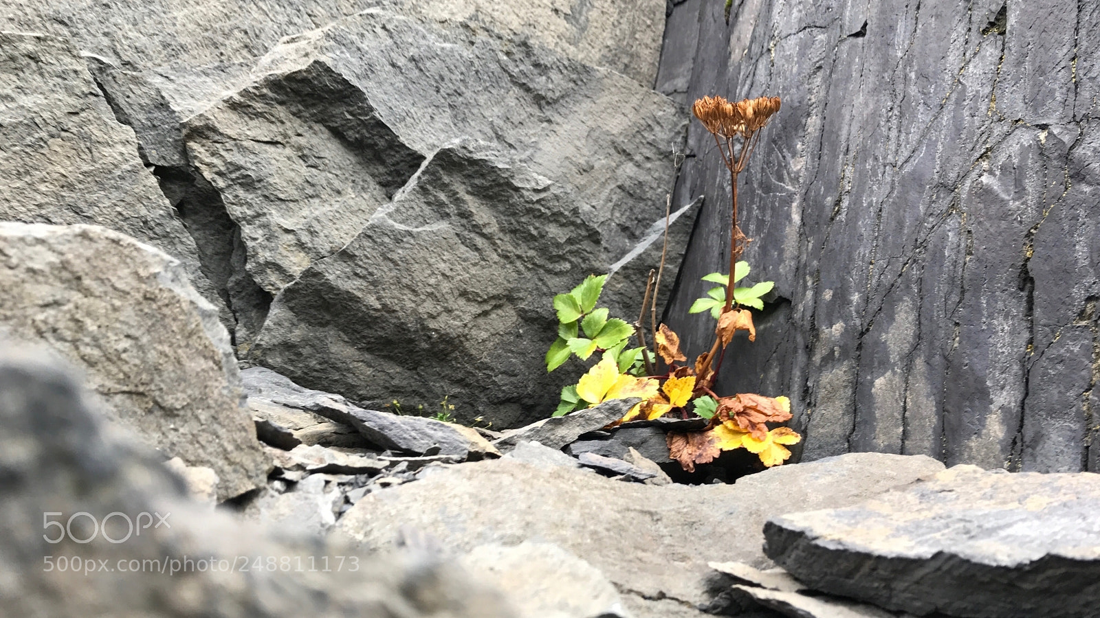 Apple iPhone 7 sample photo. Untitled photography
