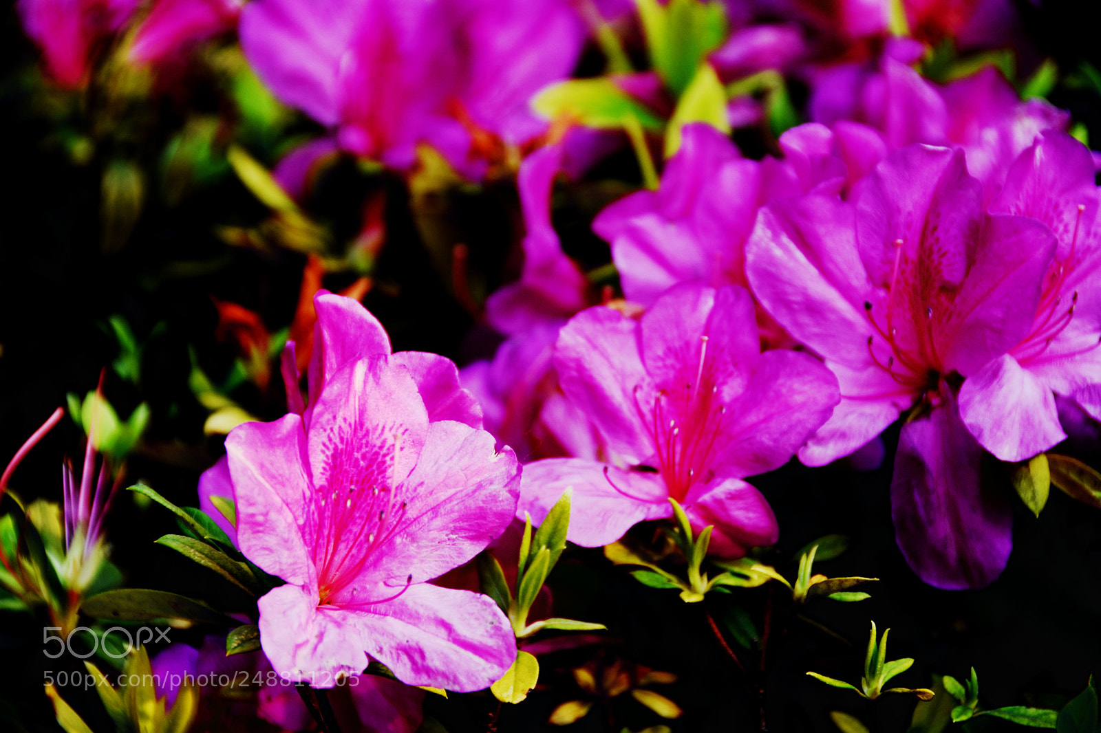 Nikon D7200 sample photo. Flowers in spring photography