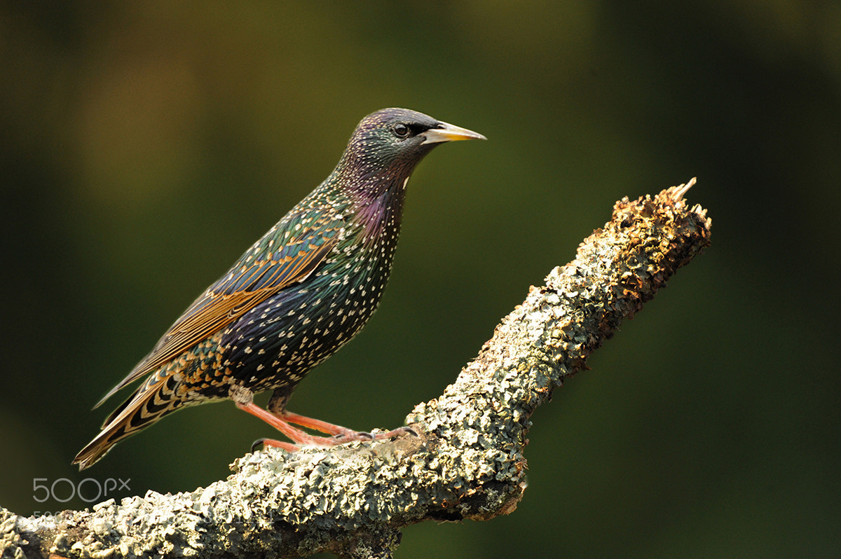 Nikon D700 sample photo. Starling photography