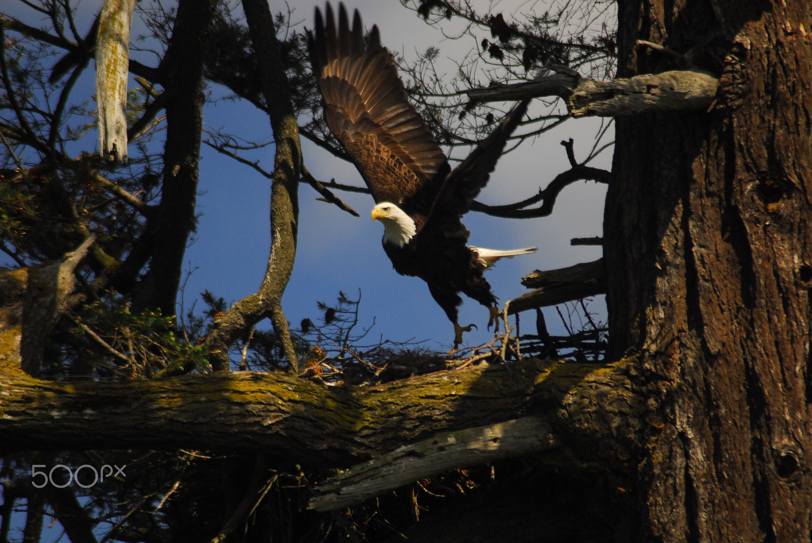 Nikon AF Nikkor 70-300mm F4-5.6G sample photo. Eagle taking flight photography