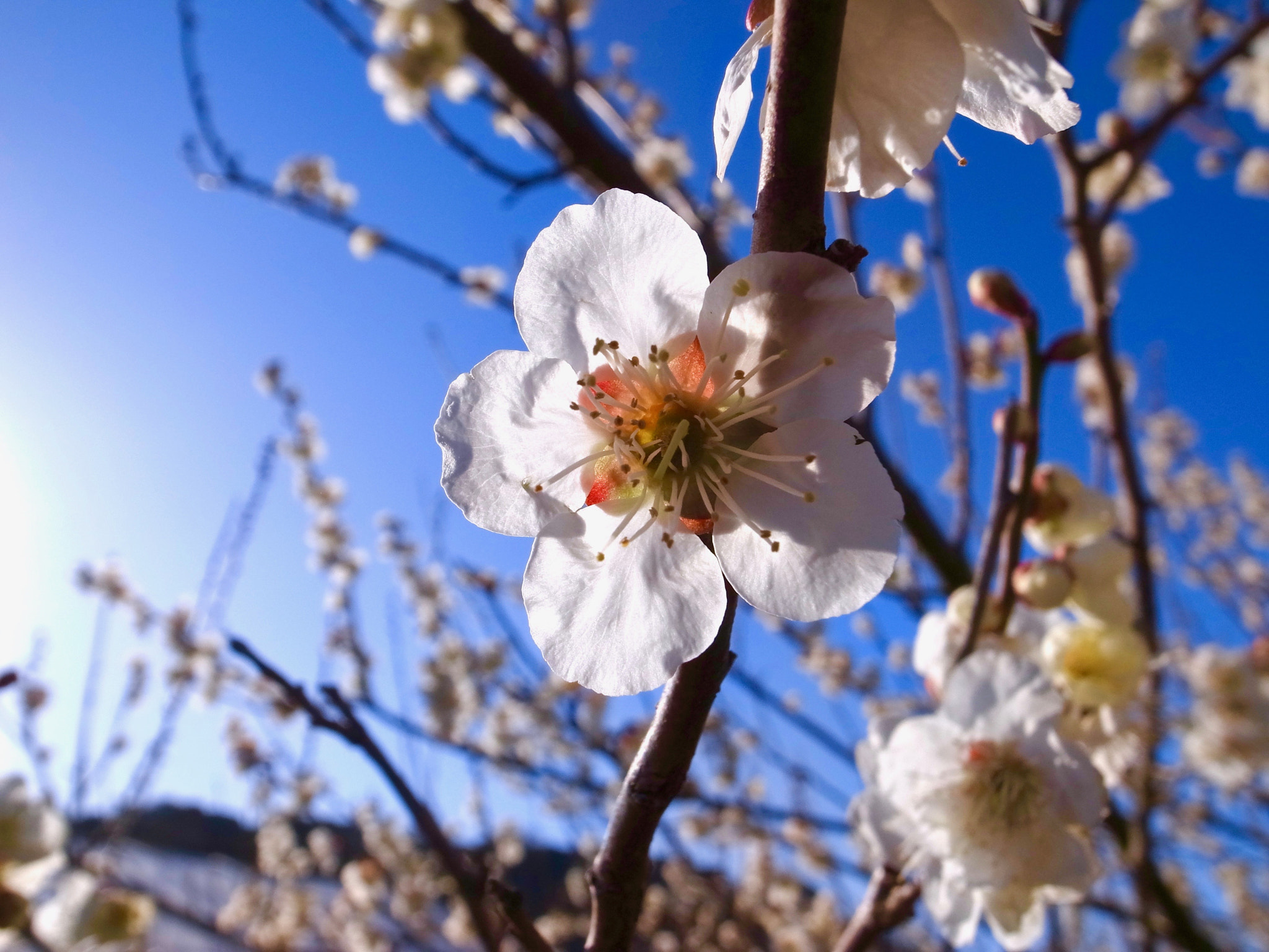 Ricoh GR DIGITAL 4 sample photo. Ume0310-2 photography