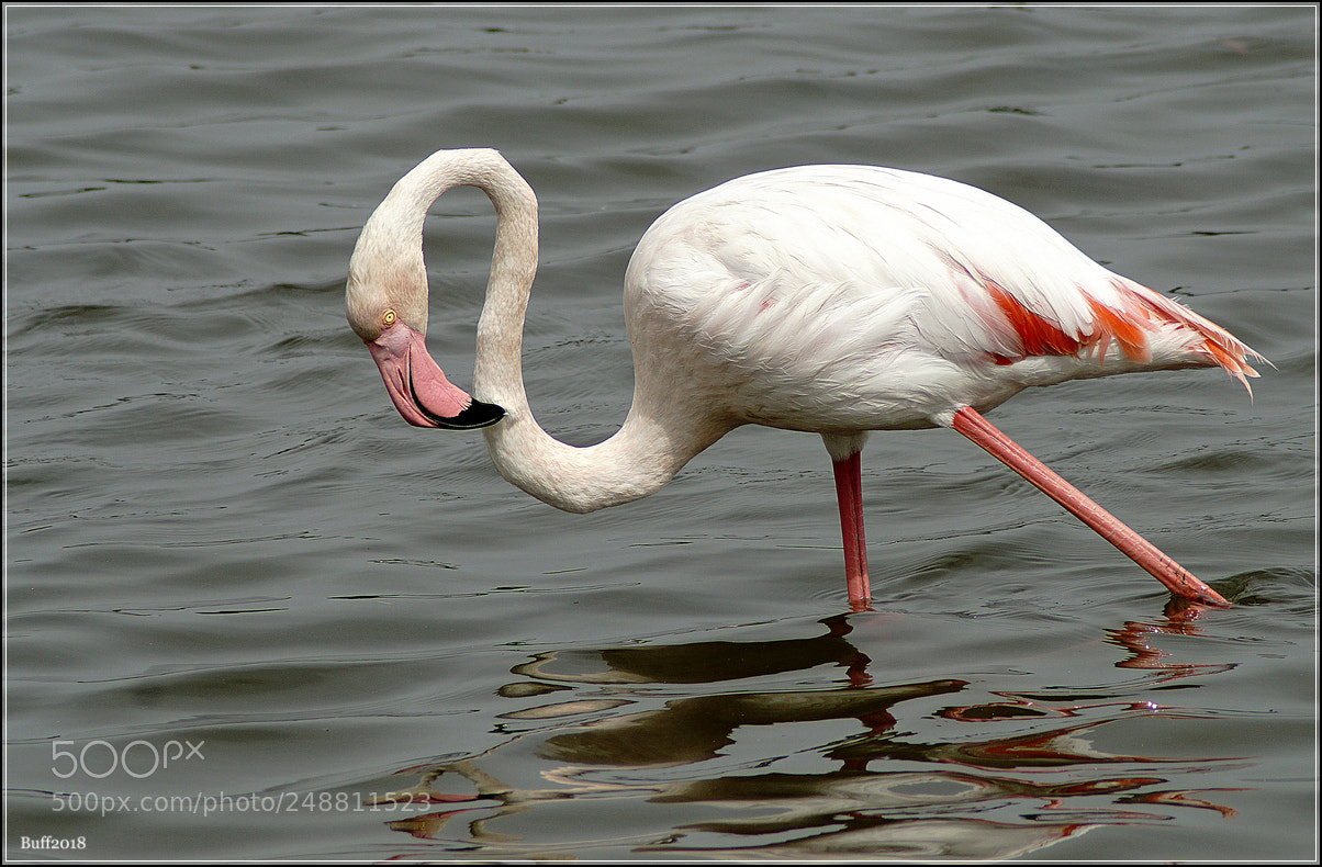 Sony ILCA-77M2 sample photo. Flamingo photography