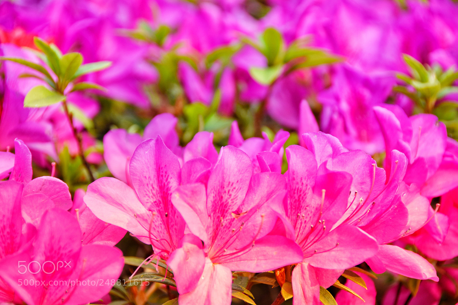 Nikon D7200 sample photo. Flowers in spring photography