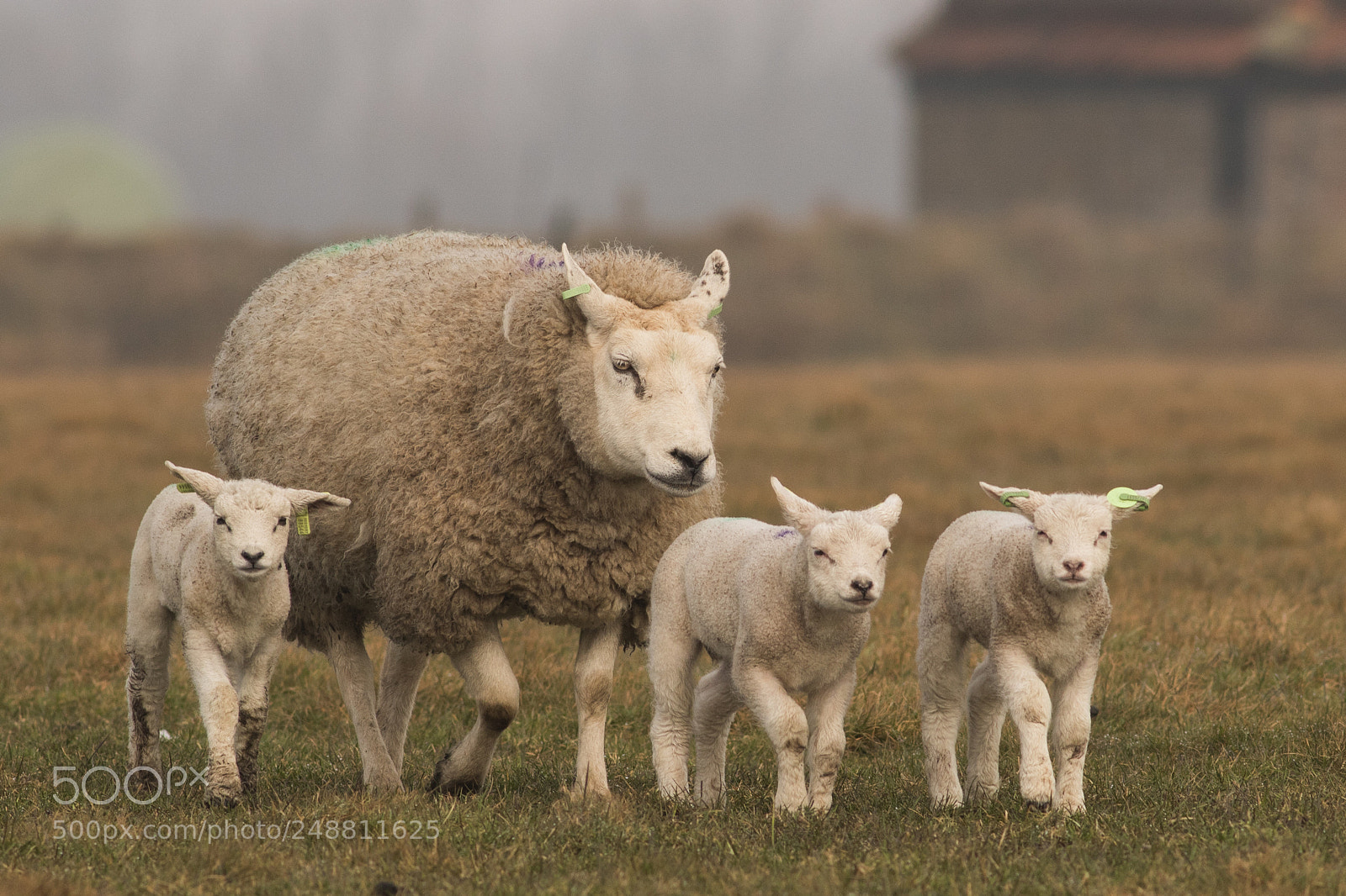 Canon EOS 7D Mark II sample photo. Lambs photography