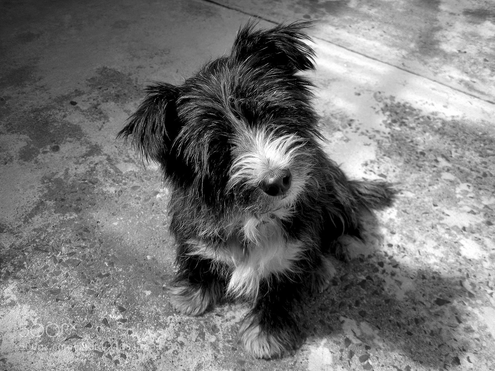 Canon DIGITAL IXUS 960 IS sample photo. Street puppy photography