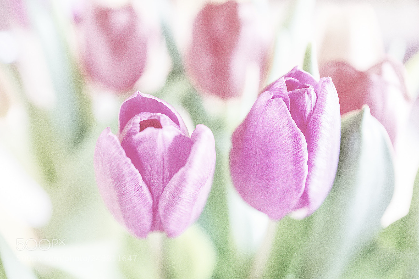 Leica Q (Typ 116) sample photo. A touch of spring photography
