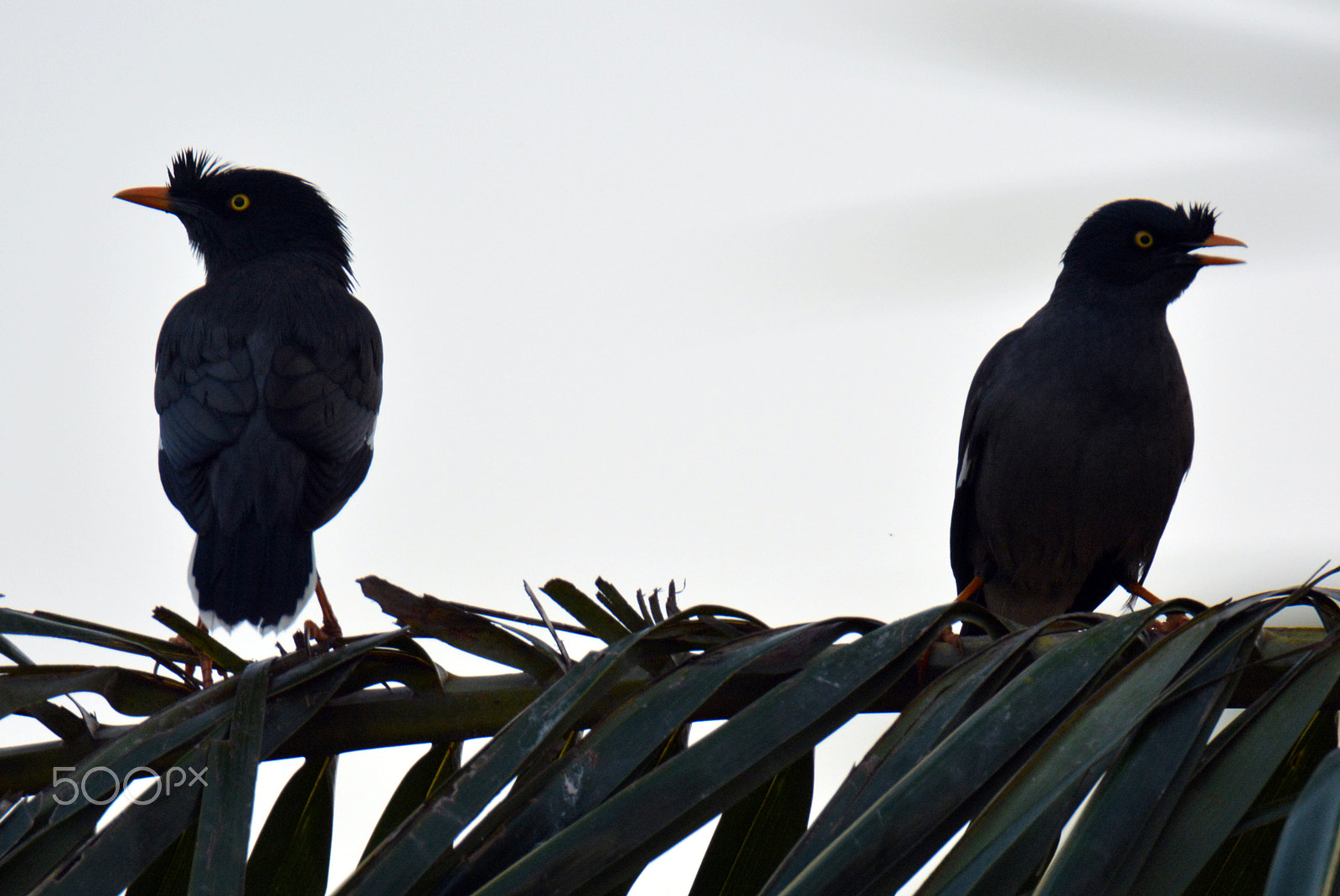 Nikon D5200 sample photo. Birds photography