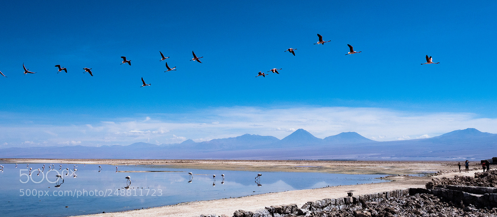 Olympus OM-D E-M1 Mark II sample photo. When flamingos fly photography
