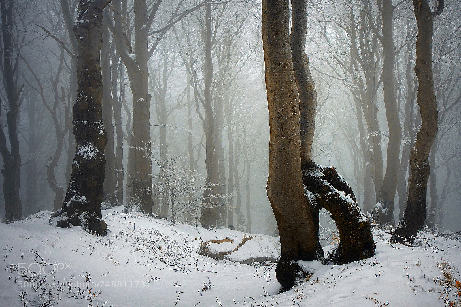 Canon EOS 50D sample photo. ...in the sleeping forest photography