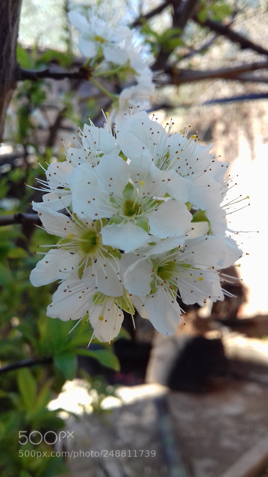 Samsung Galaxy J3(2016) sample photo. Untitled photography