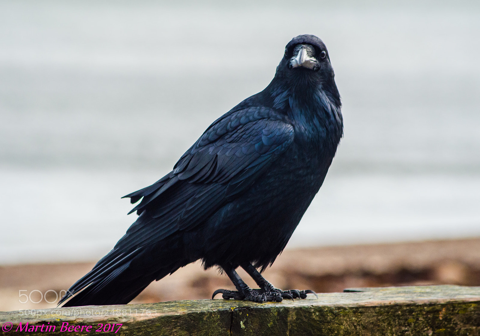 Nikon D3200 sample photo. Raven photography
