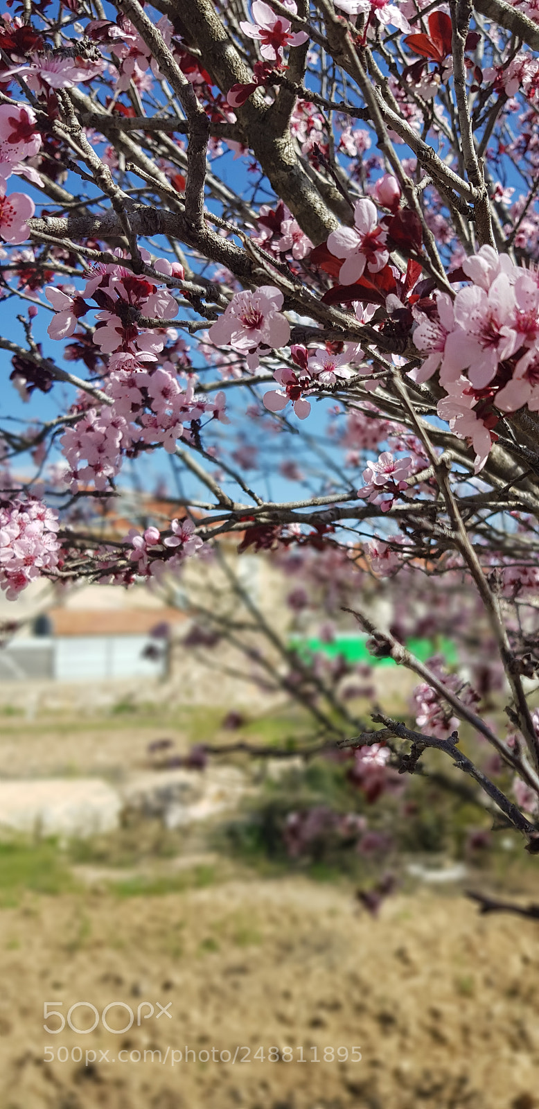 Samsung Galaxy S8+ sample photo. Untitled photography