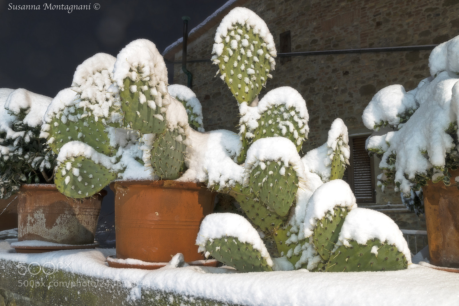 Nikon D800 sample photo. Piante e neve photography