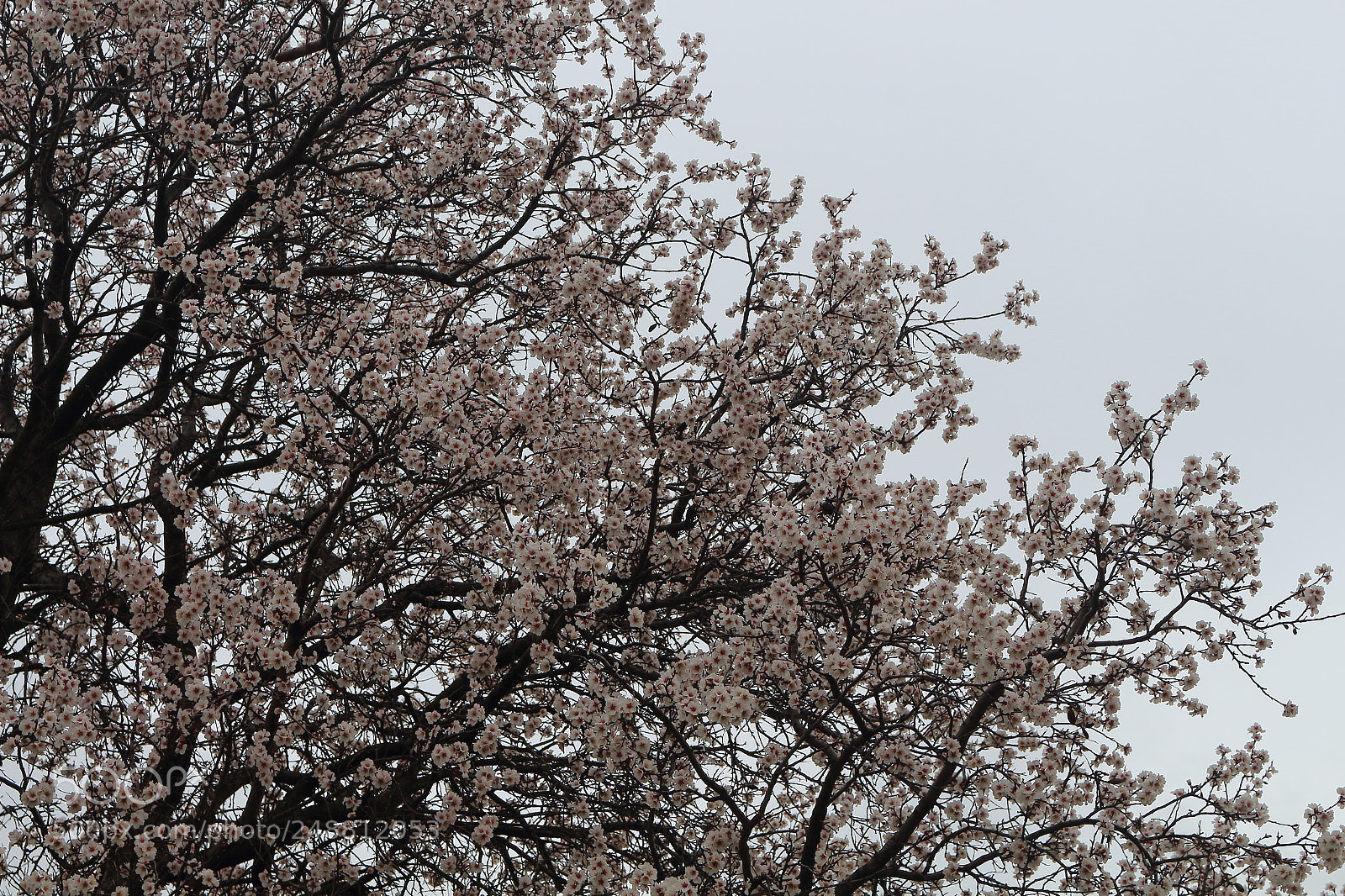 Canon EOS 700D (EOS Rebel T5i / EOS Kiss X7i) sample photo. Spring photography