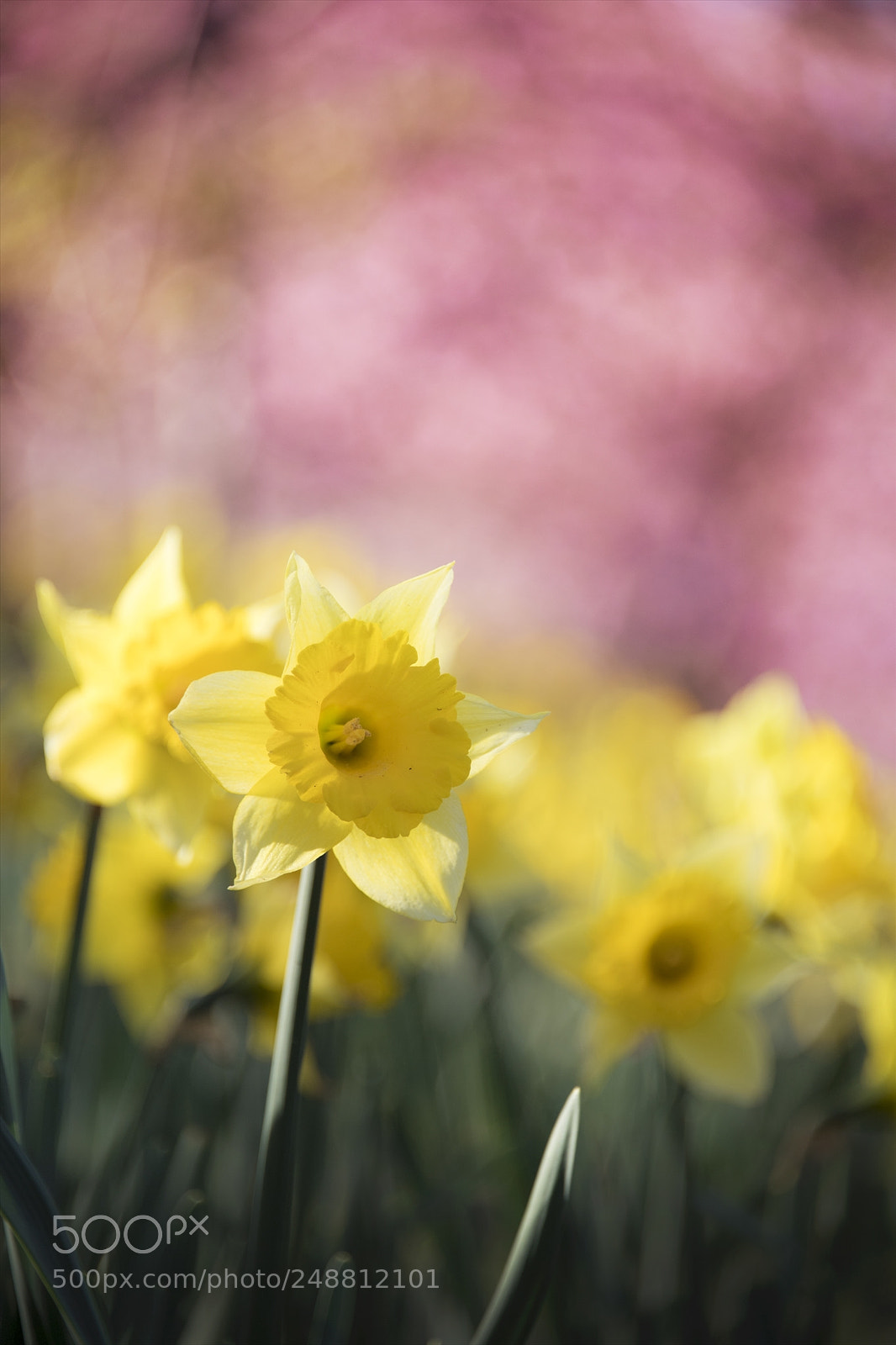 Nikon D5 sample photo. Narcissus photography