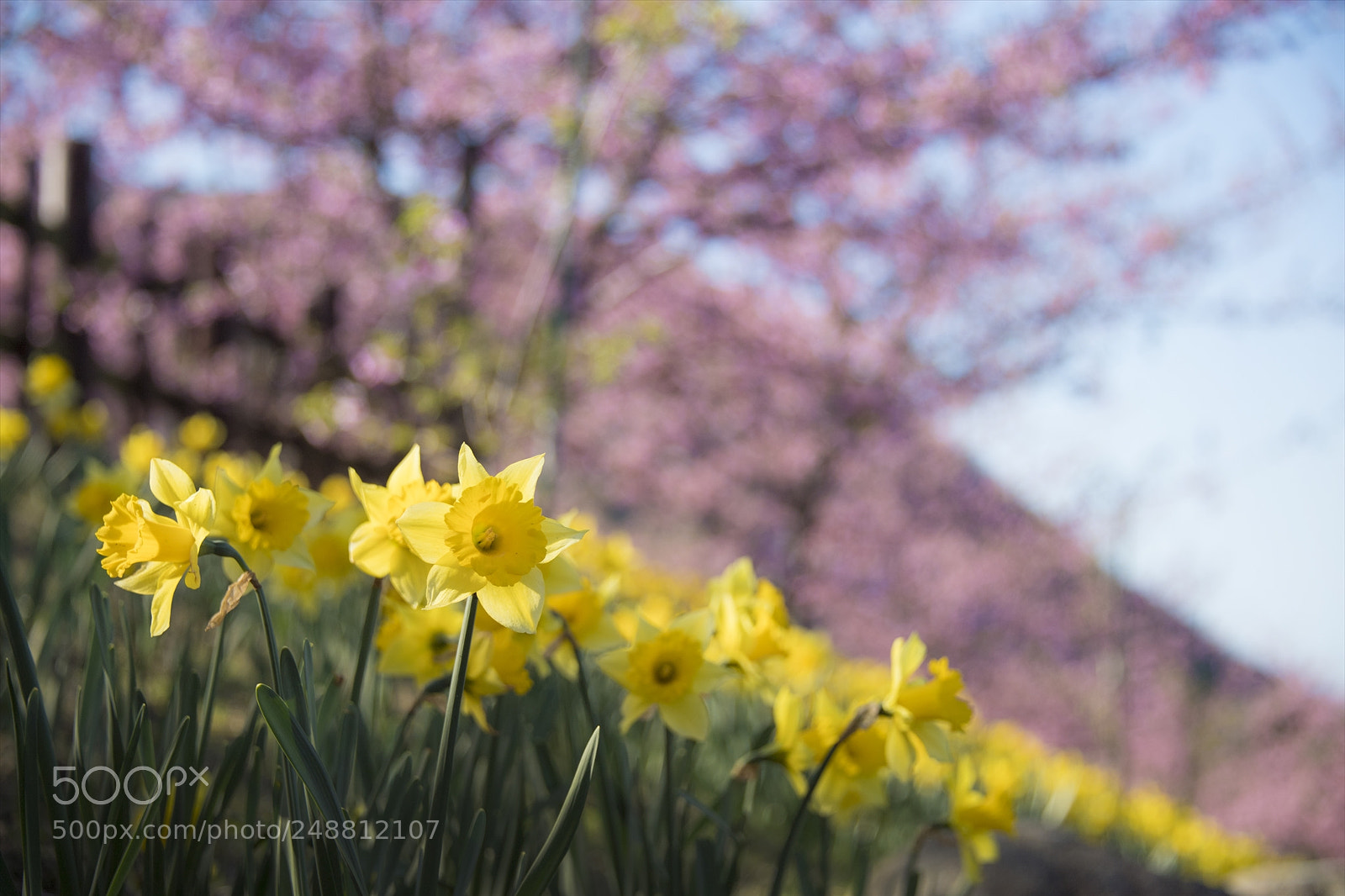 Nikon D5 sample photo. Narcissus photography