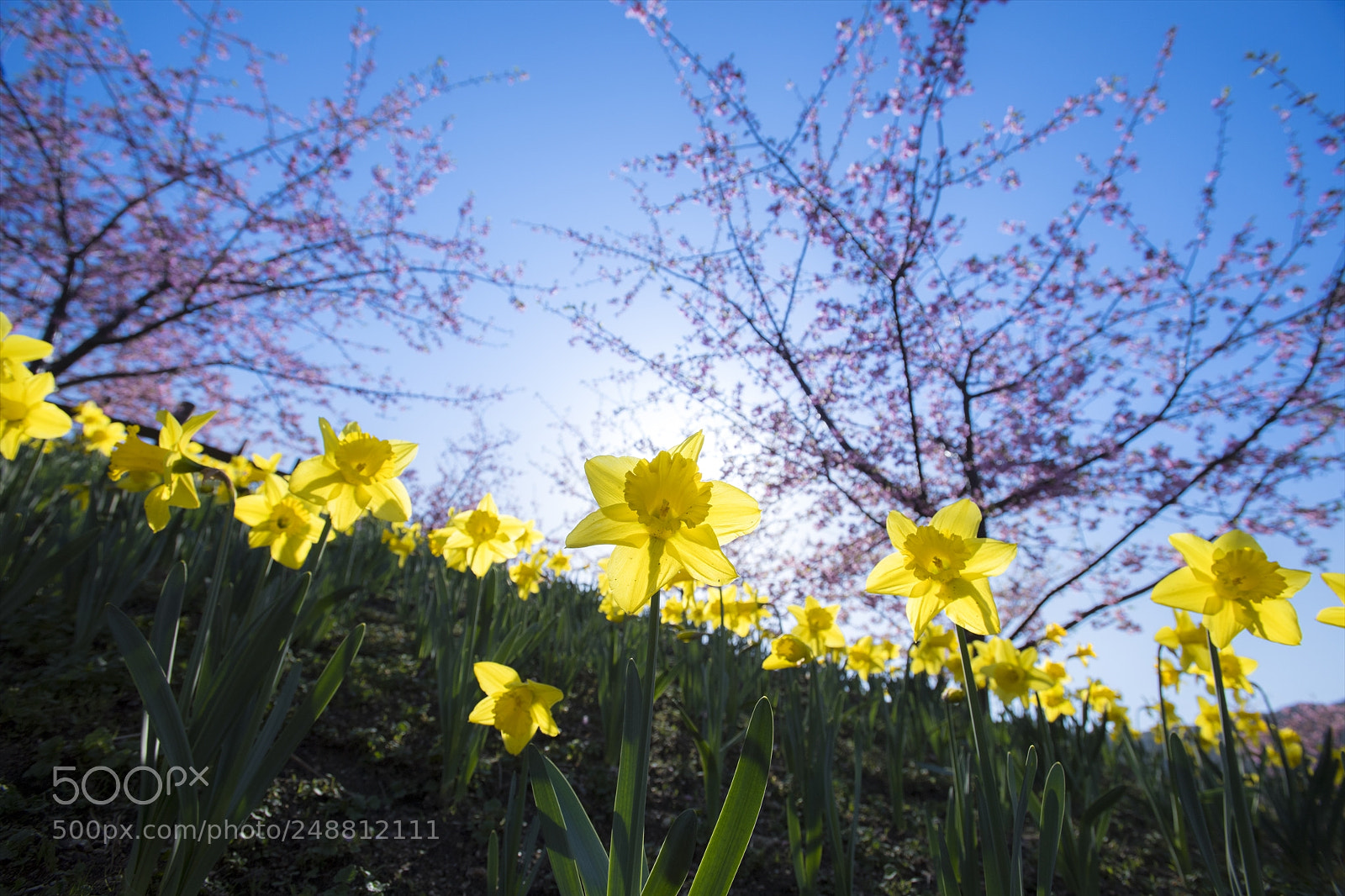 Nikon D5 sample photo. Narcissus photography