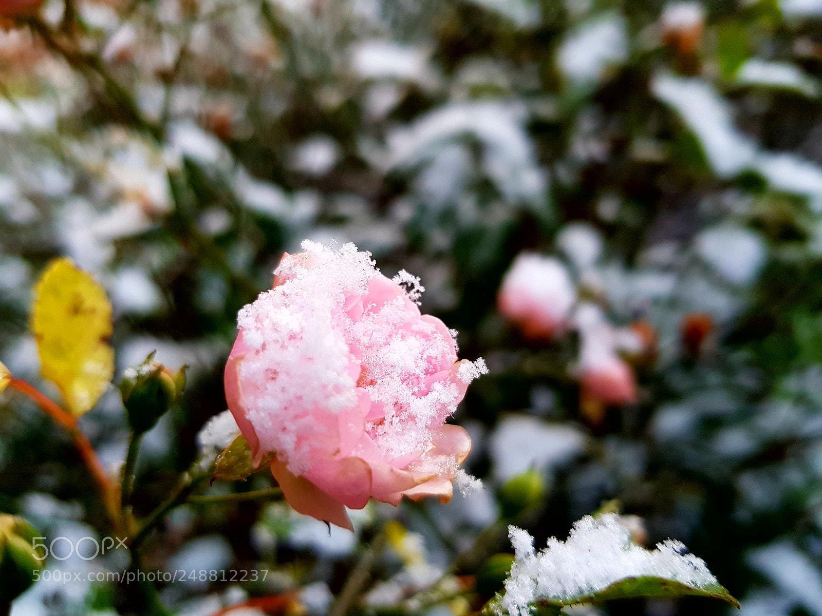 Samsung Galaxy S8 sample photo. Frozen flower photography