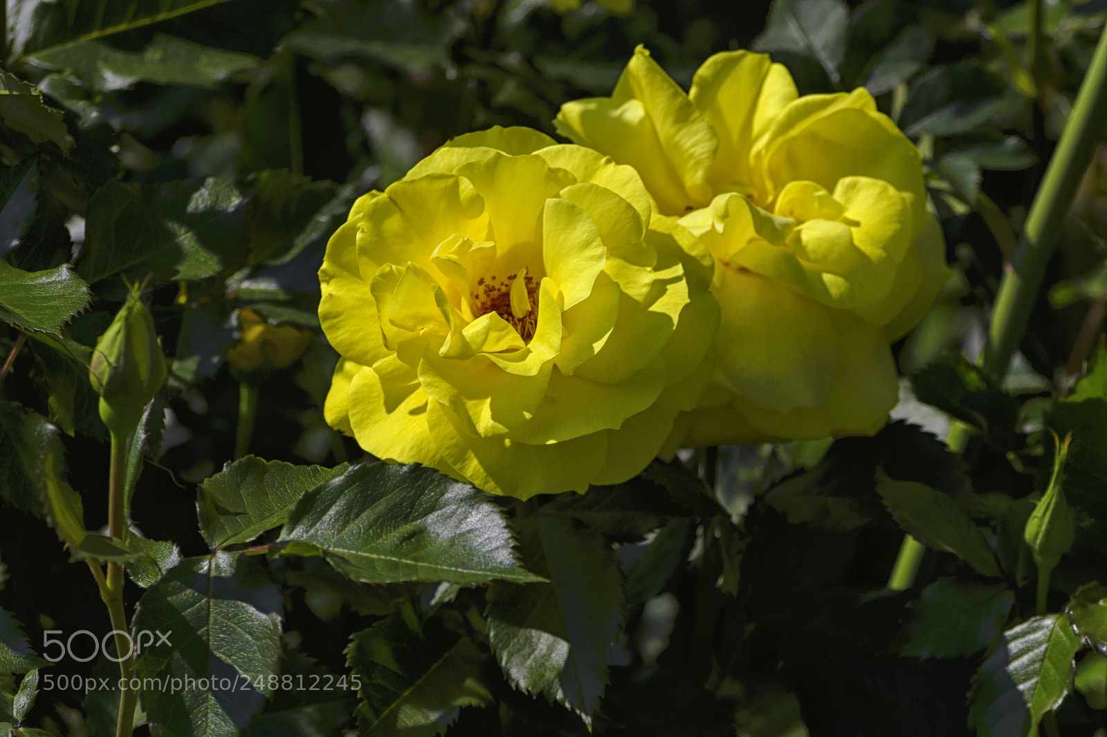 Nikon D610 sample photo. A large yellow flower photography